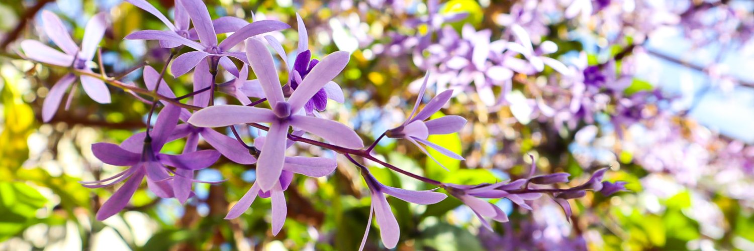 Maria Hauptmann banner