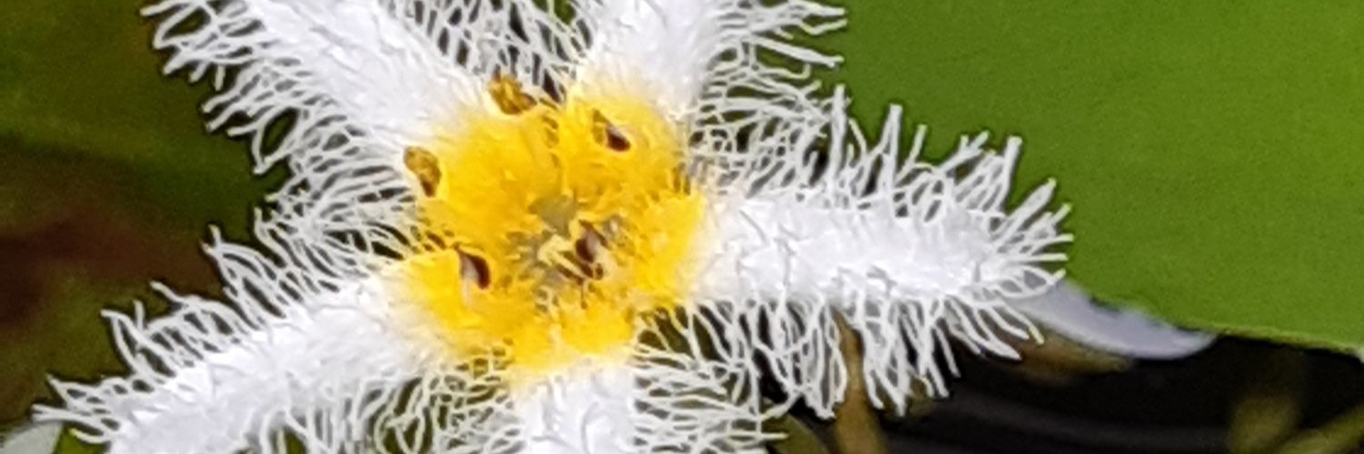 tonboike's profile banner image