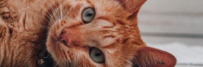 orradjie's profile banner image