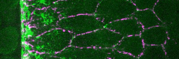 LecuitLab Profile Banner