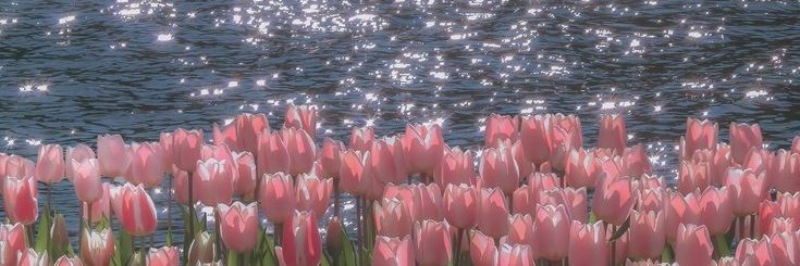 stephaliciouss_'s profile banner image