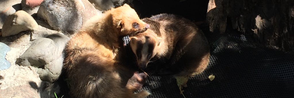 いぇ〜いっ🦡 banner