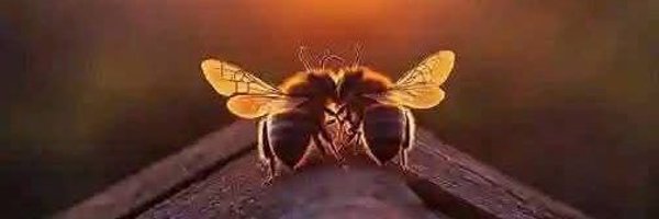 hnealPPS Profile Banner