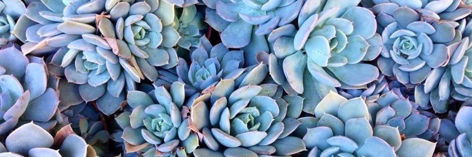 EditorMeredith's profile banner image