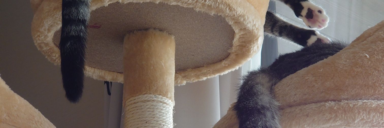 CognosceTe's profile banner image