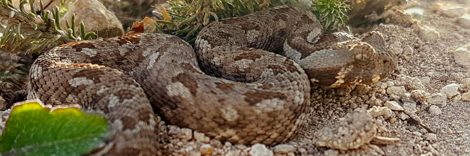 capesnakes's profile banner image