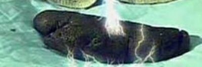 Smoogee banner