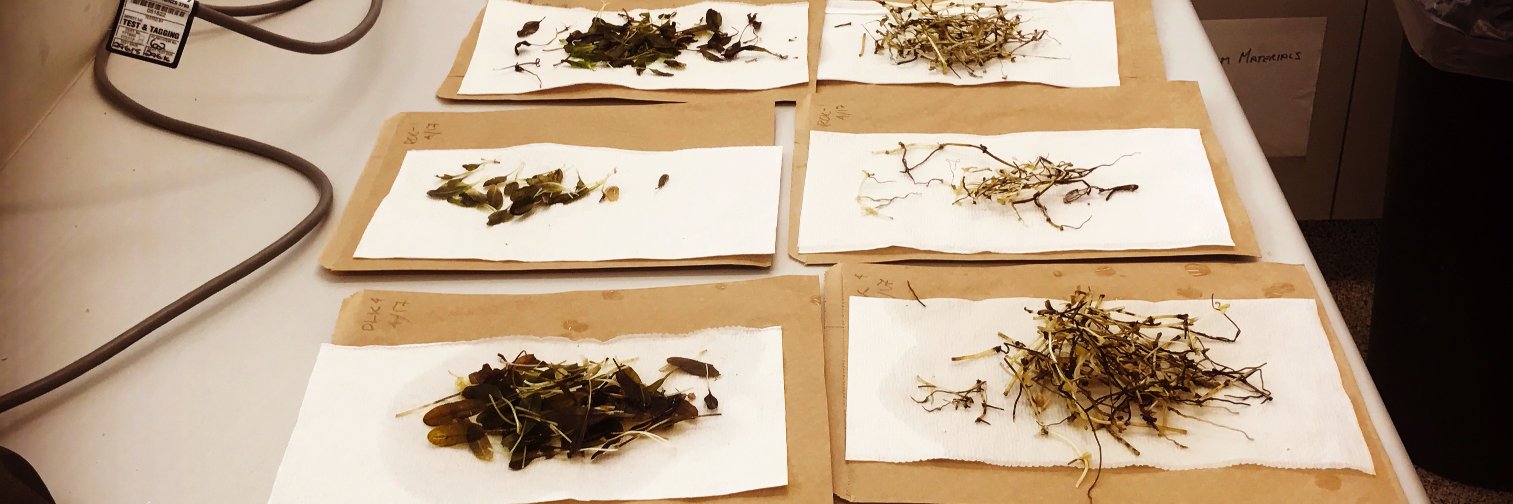 Chanelle Webster banner