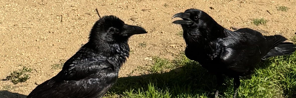 cryptocamel555 banner