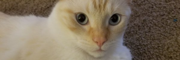 Chibsdubstep Profile Banner