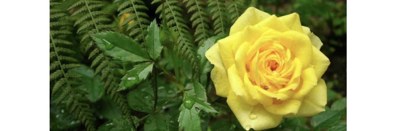 Martin Moreno Buedo banner