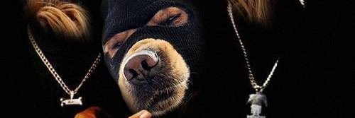 Crypto Dawg!!!! banner