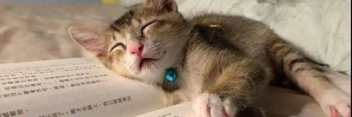 Go_Sleep_AFra's profile banner image