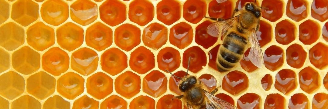 Prisca Kouakou banner