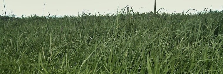 Fátima Rguez Calvo banner