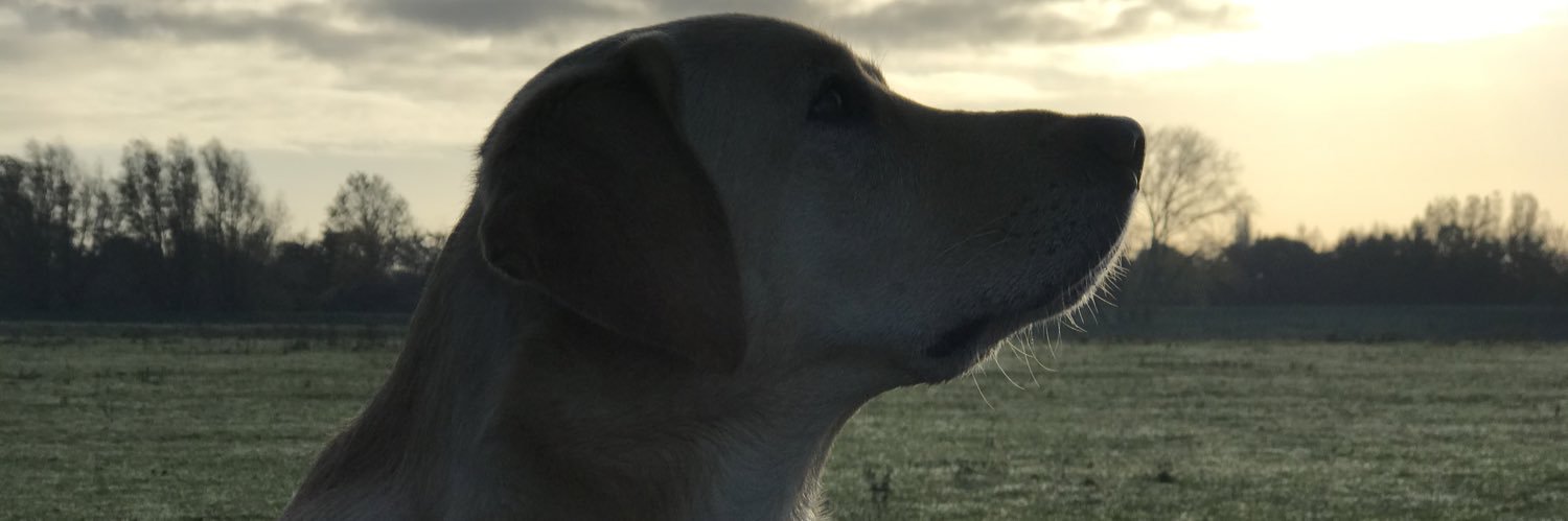 Yuki, 🦴afide banner