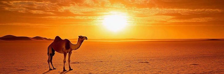 Camel banner