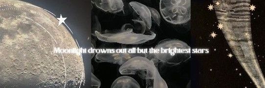 ִֶָ's banner