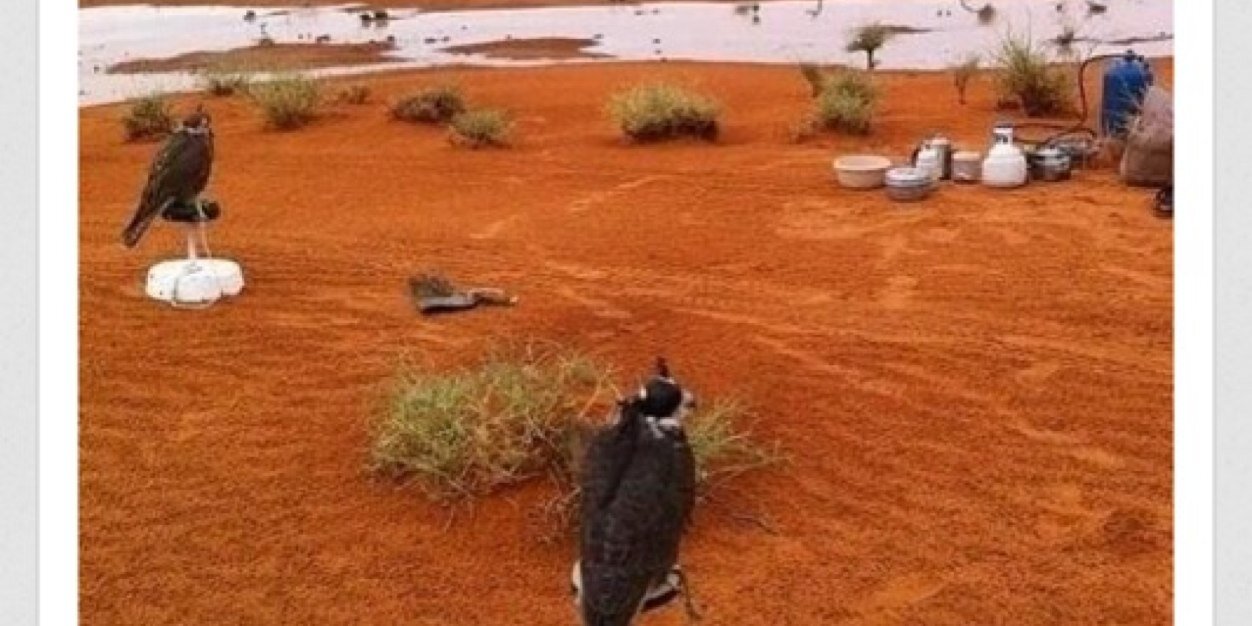 محمد الشيباني banner