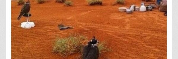 als22_m Profile Banner