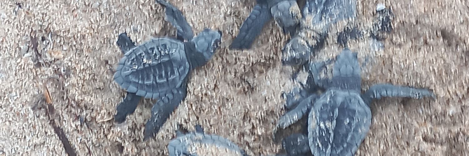 Cerritos Sea Turtle Rescue banner