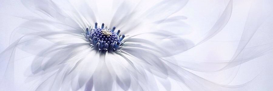 shelagh_stuart's profile banner image