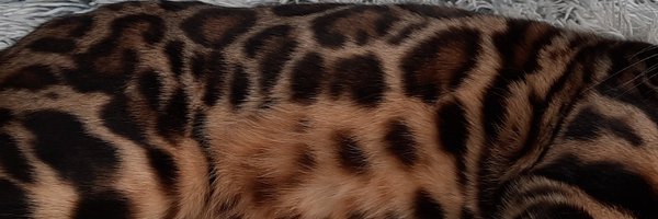 uly_par Profile Banner