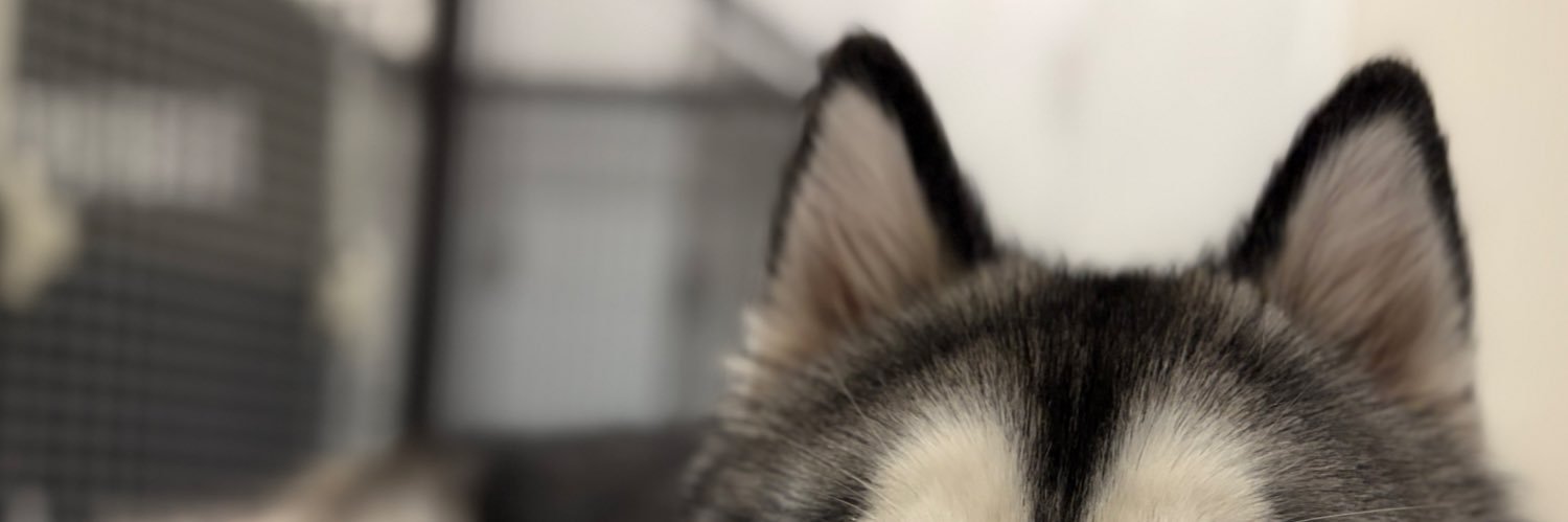 ニシジマユーキ banner