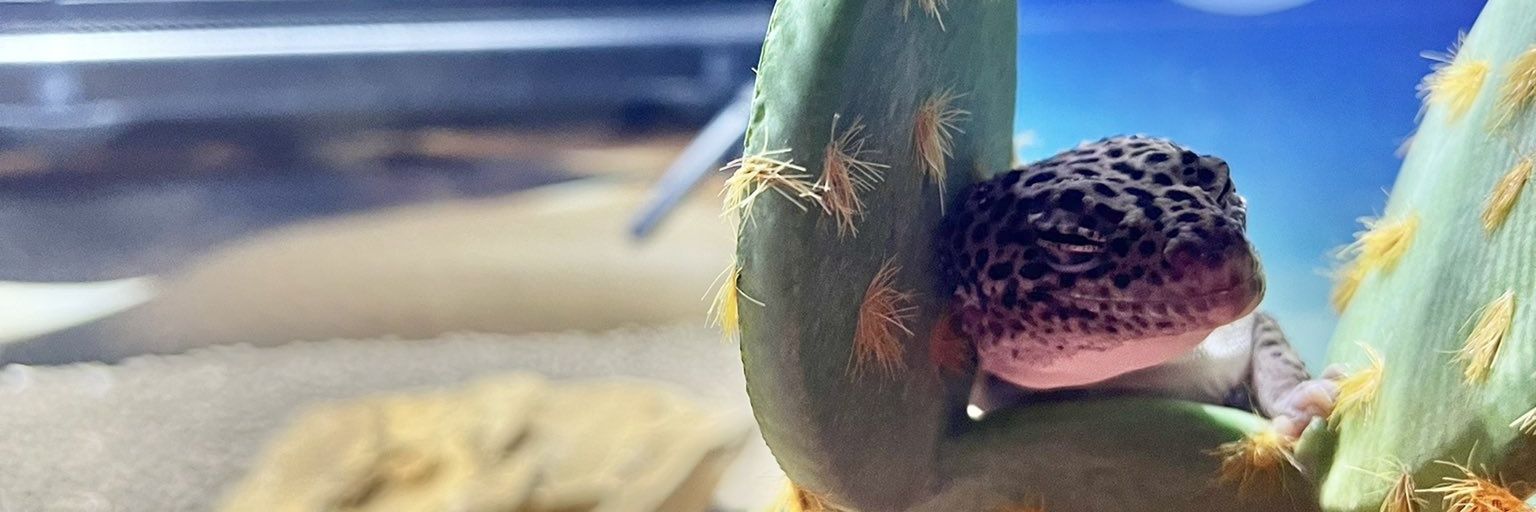 🌵SаЬоτёи🐏🫘⸒⸒⸒⸒ banner