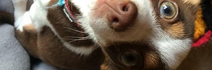 GopZoidberg's profile banner image