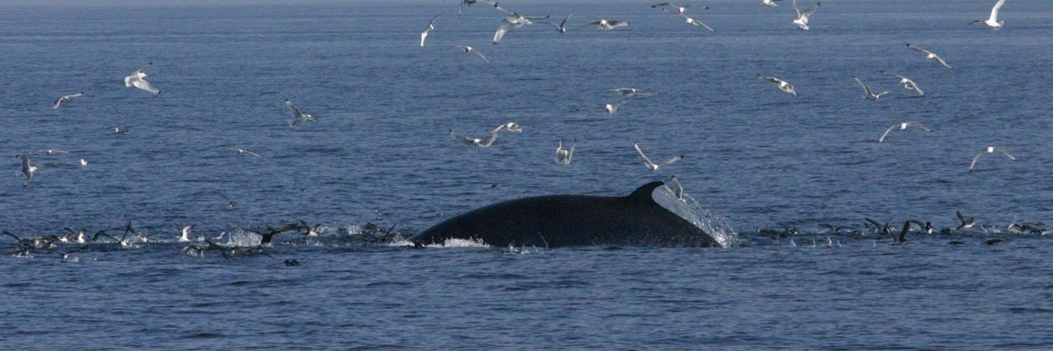 Clare Embling banner