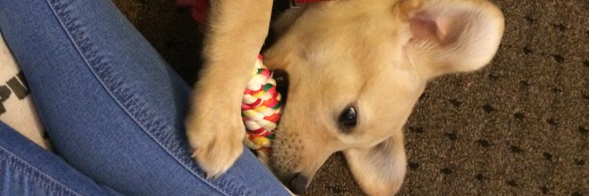 evangelineox's profile banner image