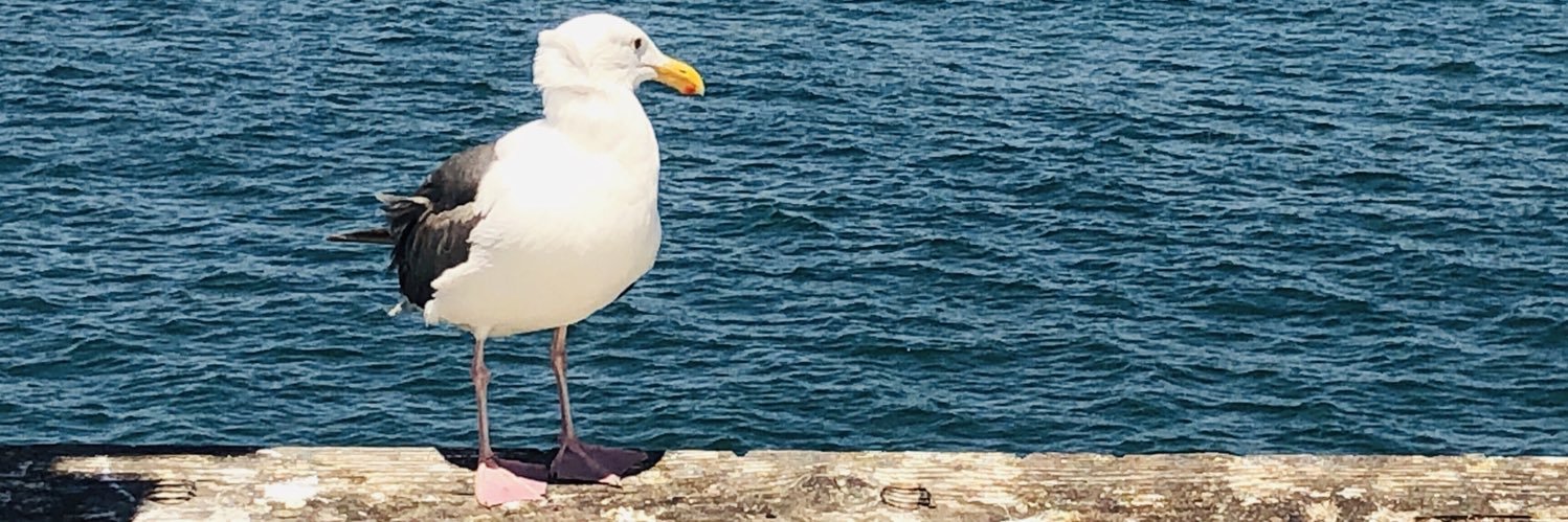 amafra's profile banner image