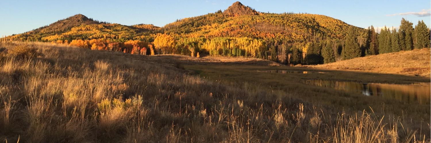 Sticks N'Limbs banner