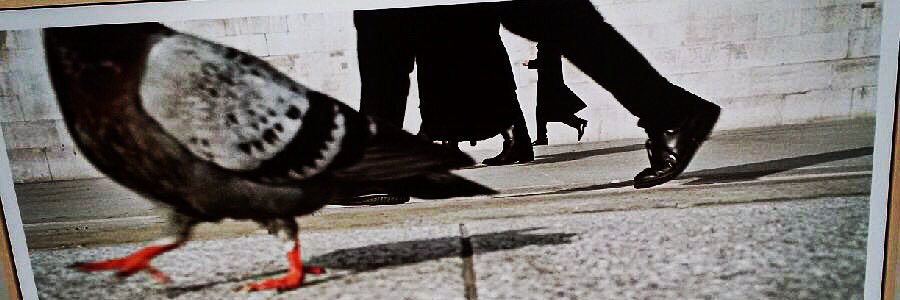 Stephanie Tison banner