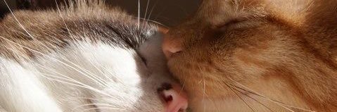 idill21's profile banner image