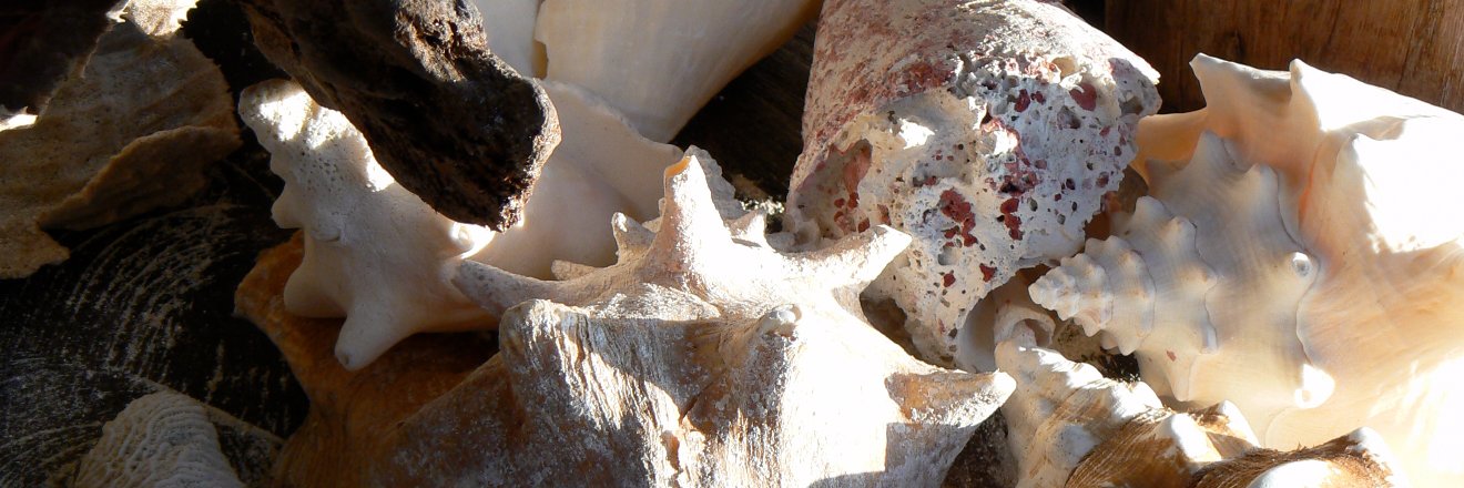 Elizabeth Wildman banner