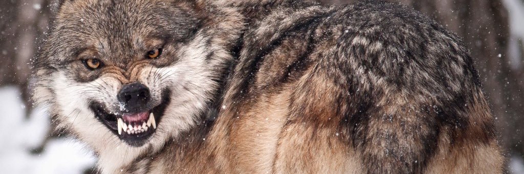 Queen In The North banner