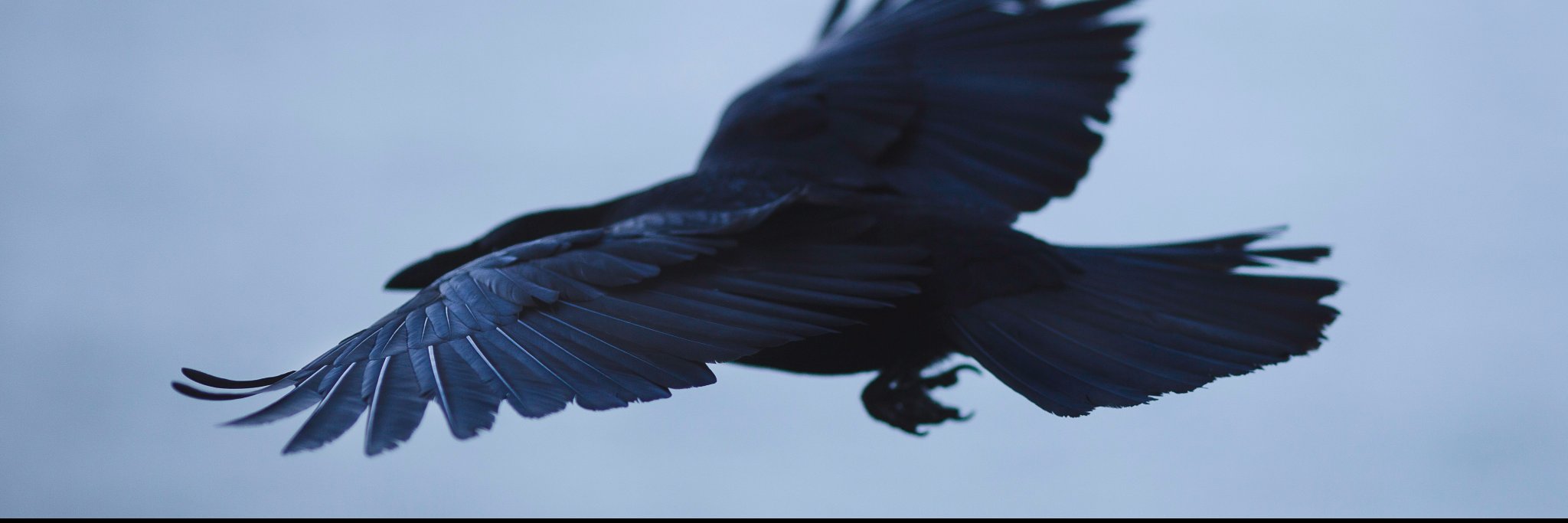 Trickless Magician banner