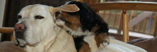 Drewsephix Profile Banner