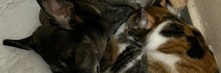 enzo neiff dos santos banner