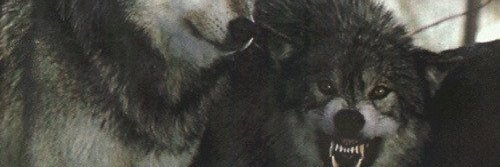 Mr.Werewolf 😃 banner