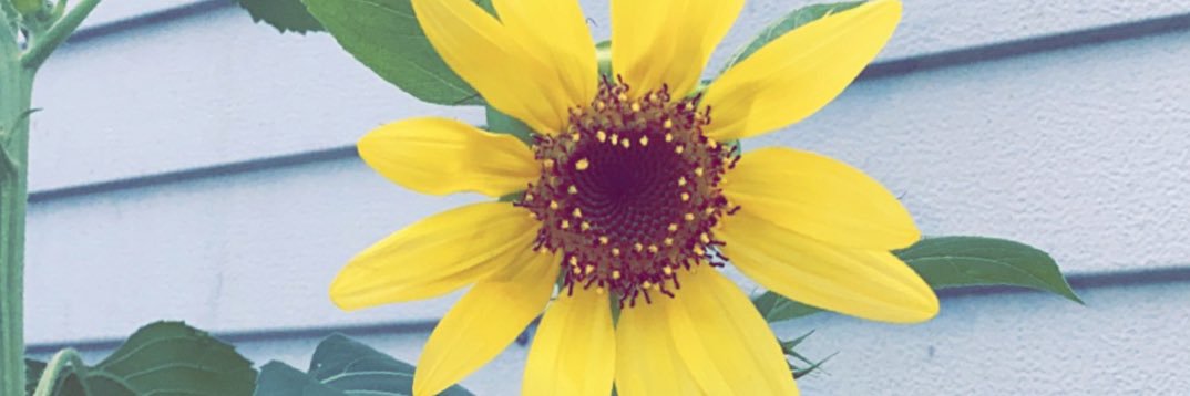 kailee03's profile banner image