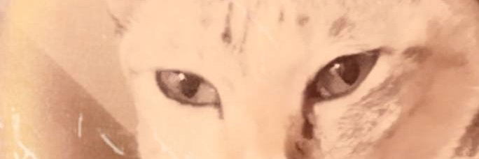 Lamoodcat (💙,🧡) ❤️ banner