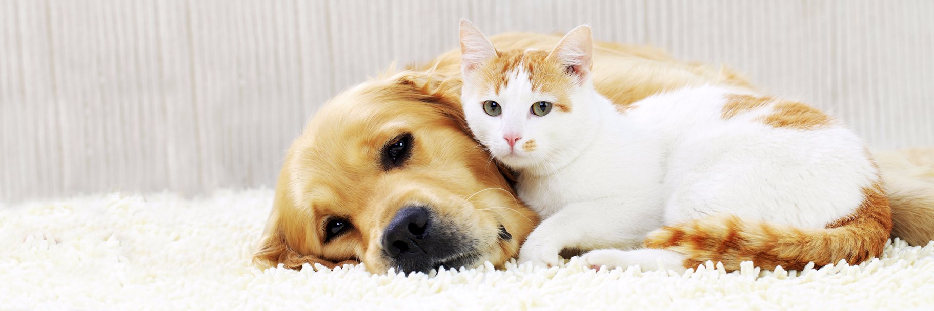 Purina Venezuela banner