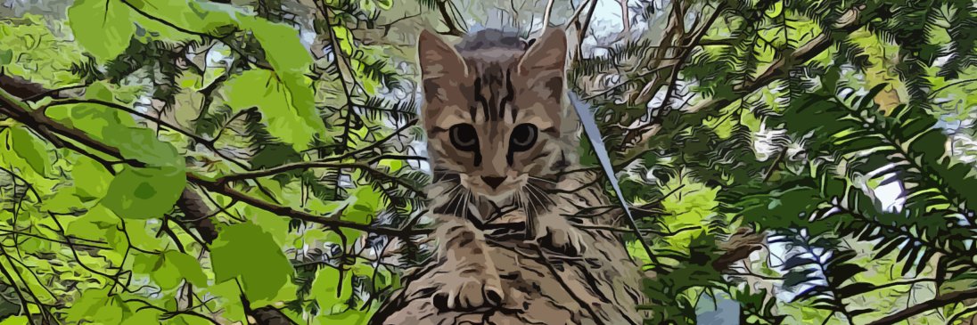 BinaryCoder's profile banner image