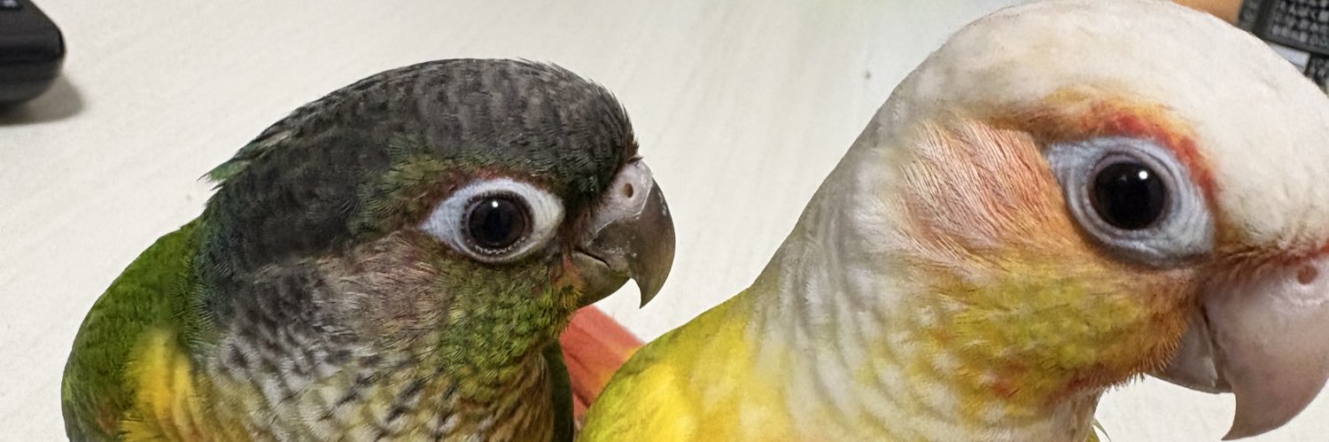 toripipipi_'s profile banner image