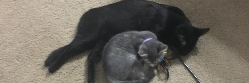 julia_rudock's profile banner image