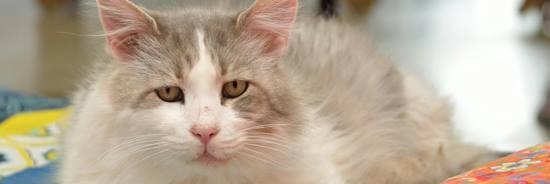 Marnix Bruinzeel banner