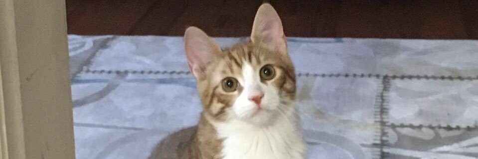mugetanatar's profile banner image